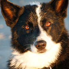 Blanding af racer Lappi