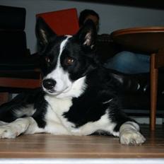 Blanding af racer Lappi