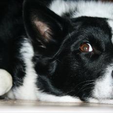 Blanding af racer Lappi