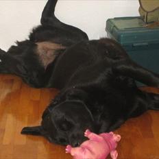 Blanding af racer Frida