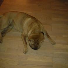 Shar pei Eddie "del Cielo Azul"