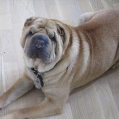 Shar pei Eddie "del Cielo Azul"