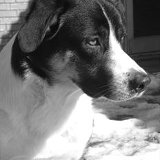 Blanding af racer Milo (Border Collie/Lab.)