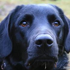Labrador retriever Zako