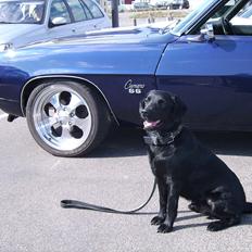 Labrador retriever Zako