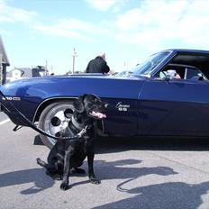 Labrador retriever Zako