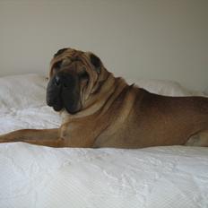 Shar pei Zulu
