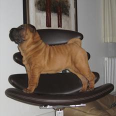 Shar pei Donna