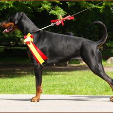 Dobermann Proud Danish Cool Casio