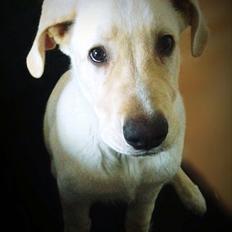 Blanding af racer Balou/Nanoq