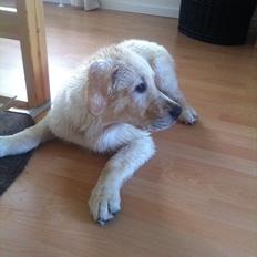 Blanding af racer Balou/Nanoq