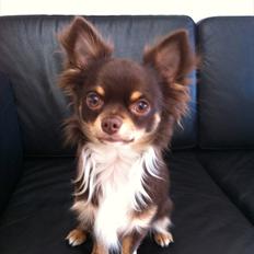Chihuahua High Fly Justin Time Valentino