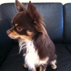 Chihuahua High Fly Justin Time Valentino