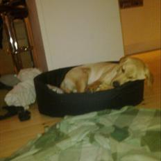 Labrador retriever Cæsar