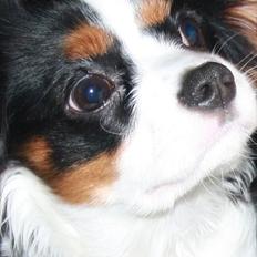 Cavalier king charles spaniel Perle