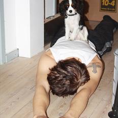 Cavalier king charles spaniel Perle