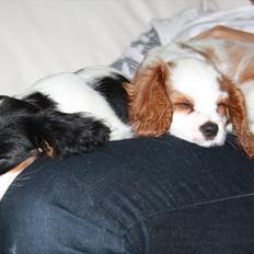 Cavalier king charles spaniel Perle