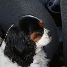 Cavalier king charles spaniel Zelma *Et&Alt!*;*
