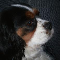 Cavalier king charles spaniel Zelma *Et&Alt!*;*