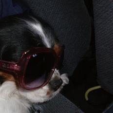 Cavalier king charles spaniel Zelma *Et&Alt!*;*