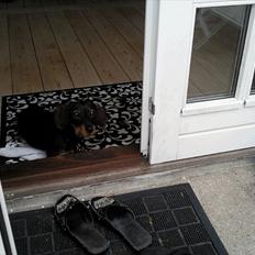 Gravhund Bertha
