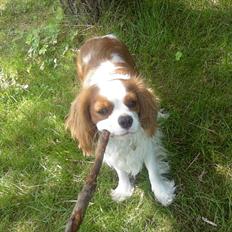 Cavalier king charles spaniel Kasmiers Fonci