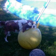 Cavalier king charles spaniel Kasmiers Fonci