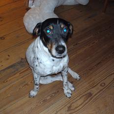 Dansk svensk gaardhund Vaks