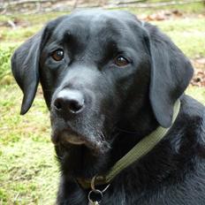 Labrador retriever LP1 Belvedere