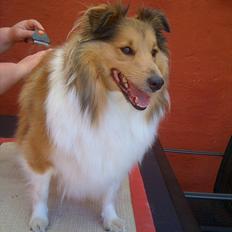 Shetland sheepdog Bella
