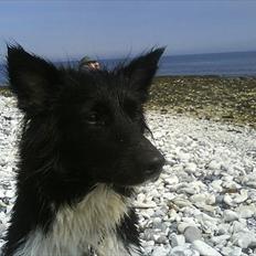 Blanding af racer Akela - Mit alt! <3 R:I.P. † :'(