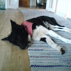 Blanding af racer Akela - Mit alt! <3 R:I.P. † :'(