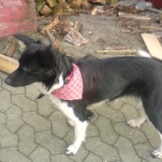 Blanding af racer Akela - Mit alt! <3 R:I.P. † :'(