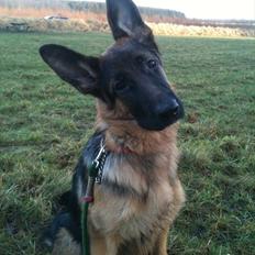 Schæferhund Ravneock´s O Dini