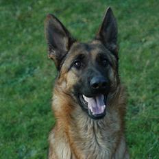 Schæferhund Hekami Vanilla