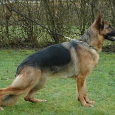 Schæferhund Hekami Vanilla