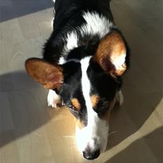 Welsh corgi cardigan charlie 