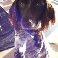 Kleiner münsterländer Tiki