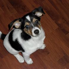 Dansk svensk gaardhund Bandit