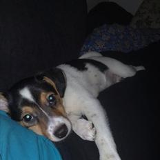 Dansk svensk gaardhund Bandit