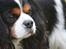 Cavalier king charles spaniel Birkedals Charlie *SOULMATE* <3