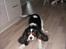 Cavalier king charles spaniel Birkedals Charlie *SOULMATE* <3