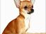 Chihuahua koda's KATA
