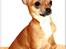 Chihuahua koda's KATA