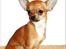 Chihuahua koda's KATA