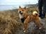 Shiba Max
