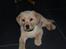 Labrador retriever Walde