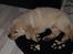 Labrador retriever Walde