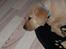 Labrador retriever Walde