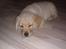 Labrador retriever Walde